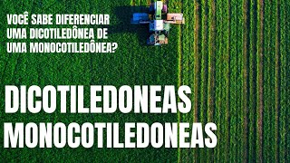 Dicotiledôneas e Monocotiledôneas Sua diversidade Vegetal [upl. by Andert]