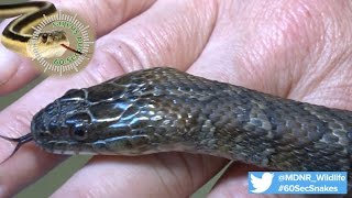 60Second Snakes The Northern Water Snake [upl. by Llezniuq887]