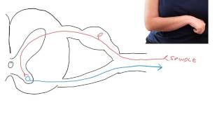 Pathophysiology of spasticity following UMN lesions [upl. by Dulciana]