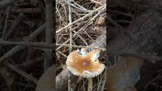 A worse fr wear tawny grisette aminita mushroom fungus fungi [upl. by Haleigh]