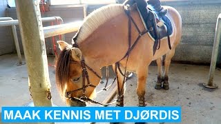 VLOG 44 Nieuw bijrijdpaard  ENGL SUBS  felinehoi [upl. by Katti]