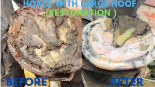 Shire Horse Complete restoration Shire Horse Restoration Compilation shirehorse huge massivehoof [upl. by Oigroig]