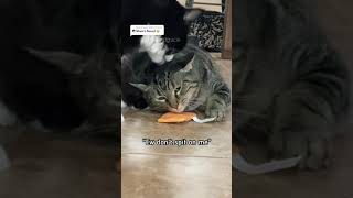 Penny the talking catsinging cat aymieandgracie tiktok [upl. by Norrat]