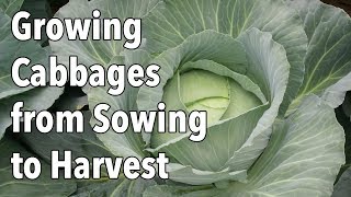 Growing Cabbages from Sowing to Harvest [upl. by Antonio943]