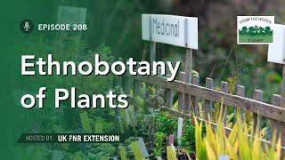 Ethnobotany of Common Plants  From the Woods Today  Episode 208 [upl. by Gladwin]