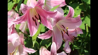 Giant Pink Lilies ll Strong Fragrance ll Image Video ll Meticulous Details ll 超級粉紅香水百合 ll 544 [upl. by Spencer338]