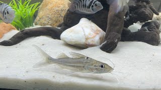 My New Four Line Pictus Catfish [upl. by Ullund677]