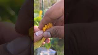 Save Your Zucchini male flowers to pollinate upcoming female flowers zucchini squash shorts [upl. by Loutitia]