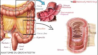 ANATOMIE DU GROS INTESTIN  Première Partie  GÉNÉRALITÉ  APPENDICE [upl. by Padraig]