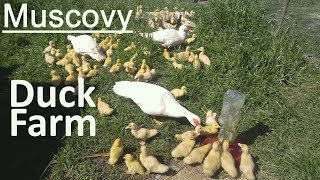 Muskovy Duck Farm 🐣👐👐 [upl. by Effie]