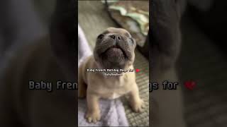 This Baby French Bulldog Will Melt Your Heart ❤️ shorts bulldog shiba puppy frenchbulldog [upl. by Saberio]