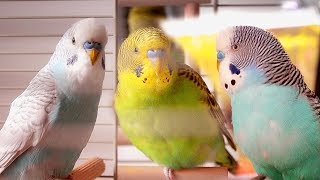 Parakeet Sounds  Budgies singing [upl. by Osana]