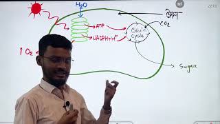 ক্যালভিন চক্র বা C3 চক্র। Calvin Cycle HSC Biology Botany [upl. by Aiciruam]