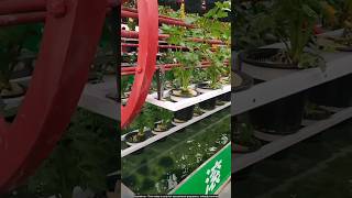 Vegetable plants without soil 😯 technology agriculture [upl. by Cusick]