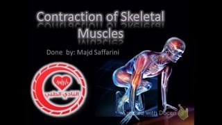 molecular mechanism of muscle contraction [upl. by Sirromad]