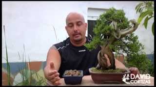 Escuela de Bonsai Online  Abonado [upl. by Swihart378]