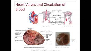 HeartTrabeculae Carneae Papillary Muscles Chordae Tendineae [upl. by Brennan]