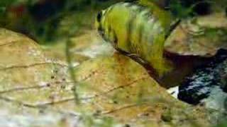 Apistogramma Baenschi Inca with newly freeswimming fry [upl. by Corell]