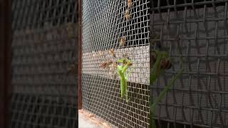 Praying Mantis Attacks Japanese Honeybees A Brave Rescue Attempt [upl. by Ainitsirc]