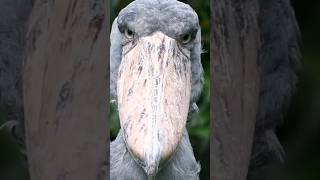 Shoebill Facts [upl. by Ansilma]