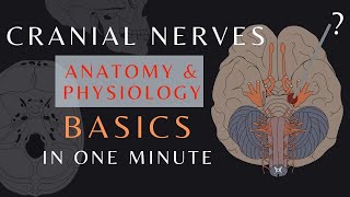 Cranial Nerve Basics Part 1  Easy QuickReview  Anatomy amp physiology  cranialnerves shorts [upl. by Ananna399]