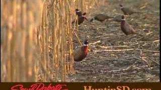 Pheasant Hunting in South Dakota [upl. by Yecad]