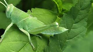 The Green Grasshopper selyan1980 [upl. by Hgieleak]