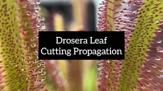 Drosera Leaf Cutting Propagation  Quick and Easy Ways to Propagate Your Sundews [upl. by Sabec]