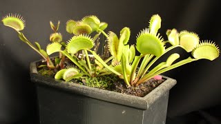 Waltz of the Flytraps  Dionaea Muscipula [upl. by Yruam]