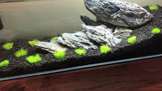 HOW TO GROW Utricularia Graminifolia [upl. by Aikenat]