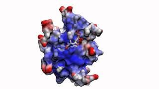 Visualizing the Induced Binding of SH2Phosphopeptide Supporting Video 1 [upl. by Jer379]