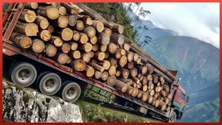 Extreme Tree Cutting Skills With Chainsaw And Heavy Logging Equipment [upl. by Dasi]