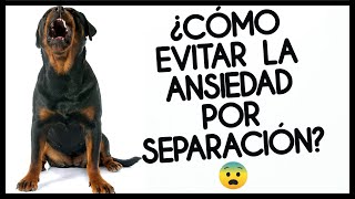 ➡️ Etología Canina Ansiedad por Separación  ¡Tips para Prevenirla ⬅️ [upl. by Clerk]