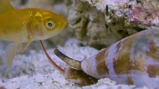 Venomous Cone Snails  cool [upl. by Adamec]