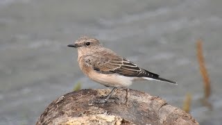 Eastern Blackeared Wheatear Fluke Hall Lancs 01092019 [upl. by Aranaj]