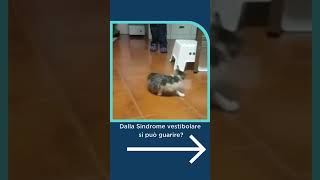 Sindrome vestibolare nel gatto cosè [upl. by Hutchings]