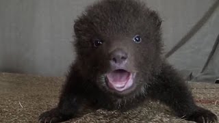 Cute Baby Bears rescue and release piccoli Orsi salvati [upl. by Edwina694]