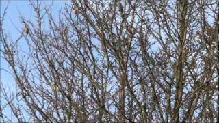 Waxwings over Stonebridge City Farm Nottingham England [upl. by Ackerley]