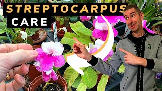 STREPTOCARPUS PLANT CARE CULTURE OF THE CAPE PRIMROSE [upl. by Sokram772]