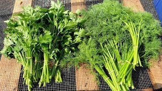 How to Harvest Cilantro Parsley and Dill FAST [upl. by Blinni82]