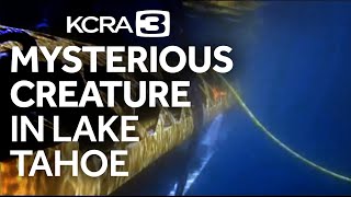 Mysterious creature spotted in depths of Lake Tahoe [upl. by Hiram]