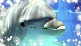 Звуки пеcни дельфинов ☆ для проведения дельфинотерапии БЕЗ музыки  Dolphins sounds and noises [upl. by Bucky]