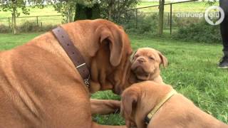 Bordeauxdog met 18 pups in Deest [upl. by Arundell]