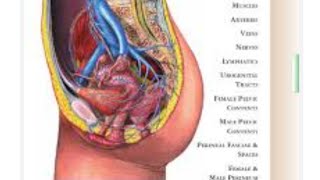 Anatomy of pelvis amp perineum muscle blood supply nerve supply 🩺 [upl. by Deeraf]