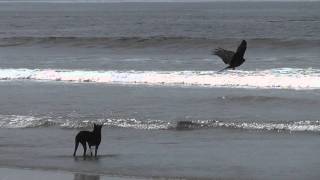 Чёрный коршун vs собака ГОА Индия Black Kite vs dog GOA India [upl. by Latvina151]