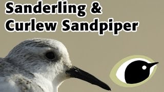 BTO Bird ID  Sanderling amp Curlew Sandpiper [upl. by Anairda]