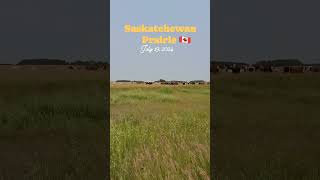 Prairies In Saskatchewan  Country Side Of Canada 🇨🇦 July 19 2024 [upl. by Elliott847]