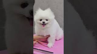 POMERANIAN PUPPY FULL NEW STYLING AND GROOMING 🐾🐶🙉 pets cutepet cutedog pomeranian puppy [upl. by Oned971]