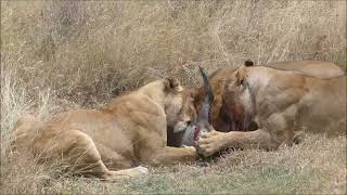 Graphic Video Warning  African Lions consume live warthog followed by buffalo carcass 4K [upl. by Torre]