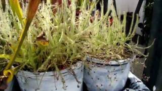 Drosera indica  The Indian Sundew Carnivorous Plant [upl. by Ellerahc]